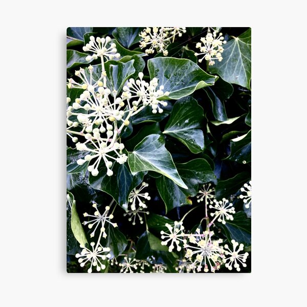 Item preview, White Berry Ivy Foliage designed and sold by Coralgb.