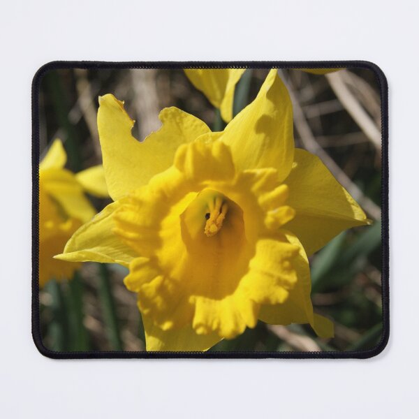 Item preview, Yellow Daffodil designed and sold by Hidden-Eagle.