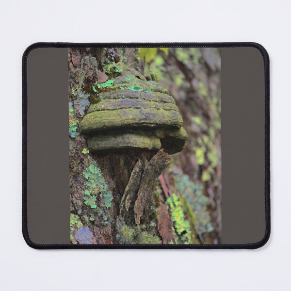 Item preview, Shelf mushroom on a Maple tree designed and sold by chstudios.