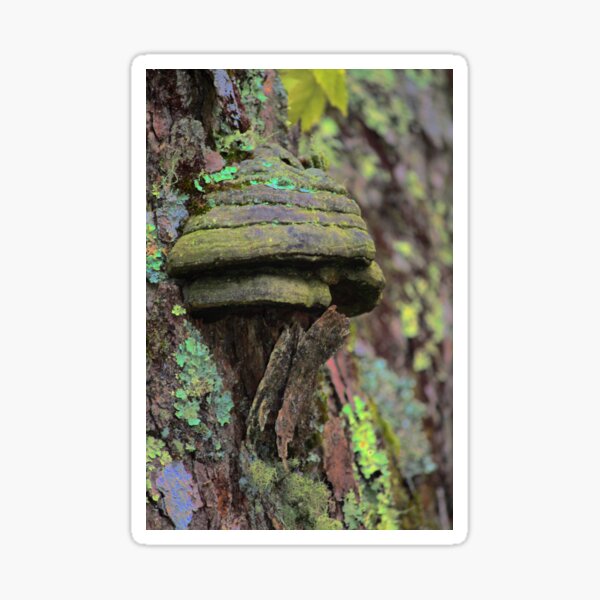 Item preview, Shelf mushroom on a Maple tree designed and sold by chstudios.