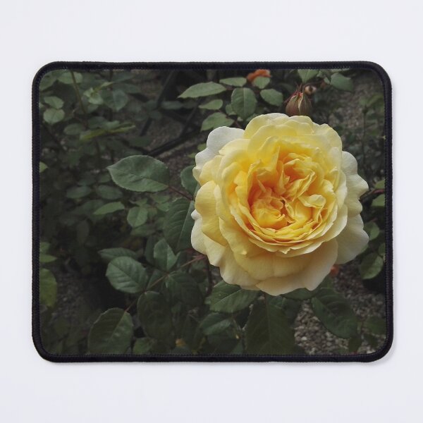 Item preview, Golden rose in a rose garden designed and sold by wineandwords.