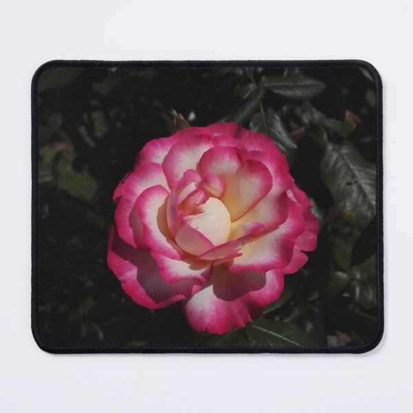 Item preview, Pink and gold rose on black designed and sold by wineandwords.