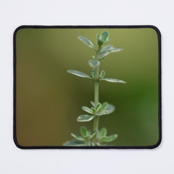 Item preview, Silver thyme in the urban garden. designed and sold by wineandwords.