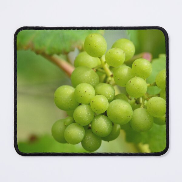 Item preview, Green grapes in a Belgian vineyard designed and sold by wineandwords.