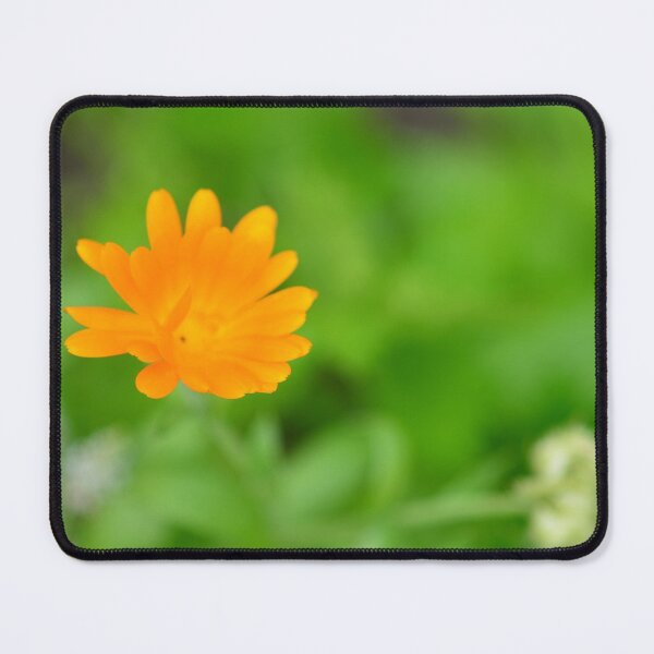 Item preview, Calendula flower in the urban garden designed and sold by wineandwords.