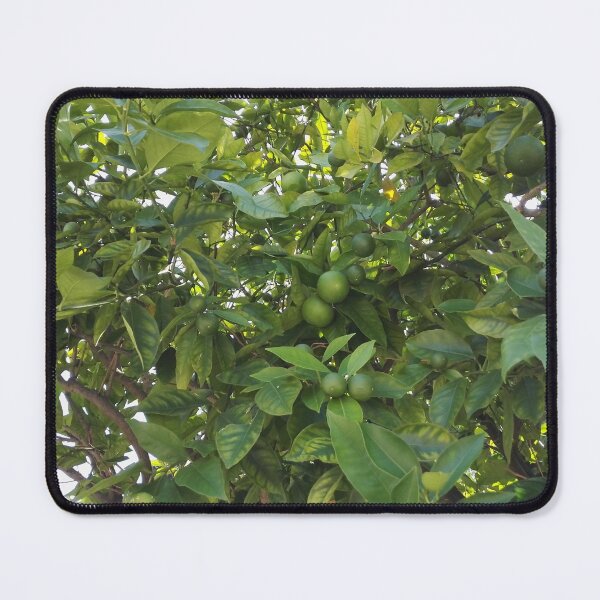 Item preview, Lime tree with fresh green limes designed and sold by wineandwords.