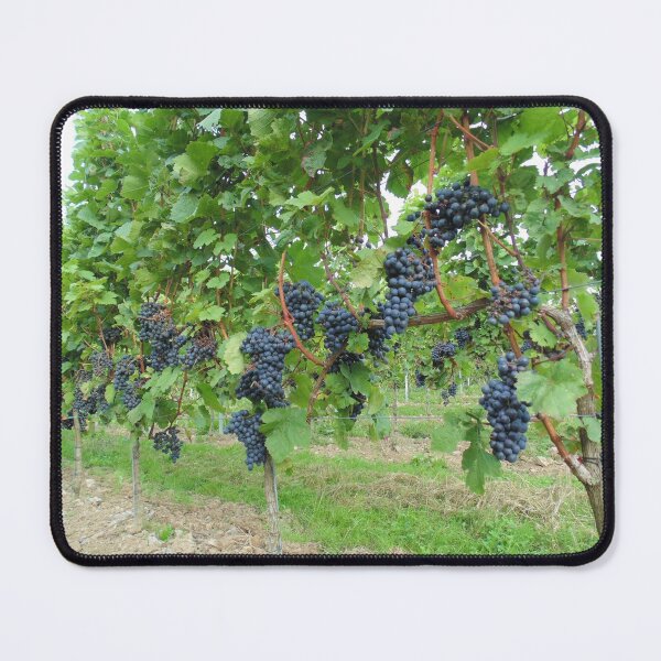 Item preview, Black grapes in a vineyard in Belgium designed and sold by wineandwords.