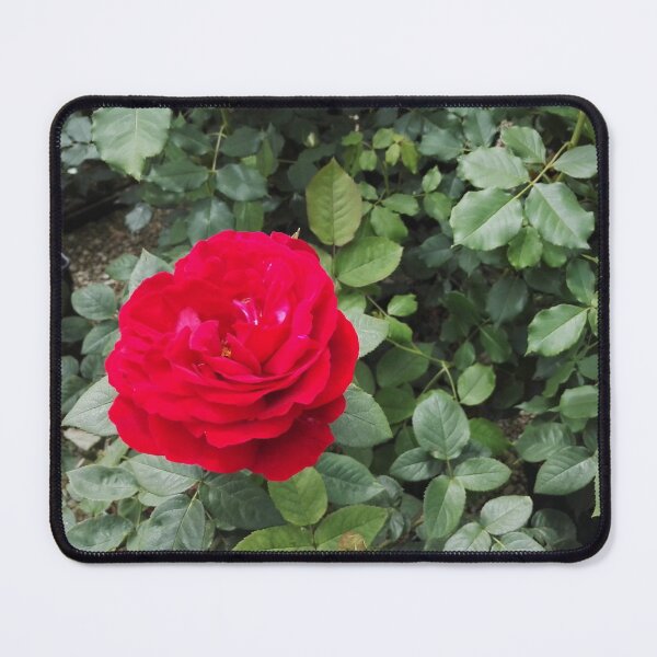 Item preview, Red rose in an English garden centre designed and sold by wineandwords.