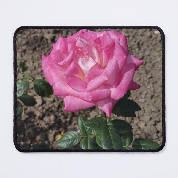 Item preview, Dark pink rose in Europa Rosarium rose garden designed and sold by wineandwords.
