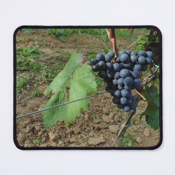 Item preview, Black grapes in Belgian Sambre-et-Meuse vineyard designed and sold by wineandwords.