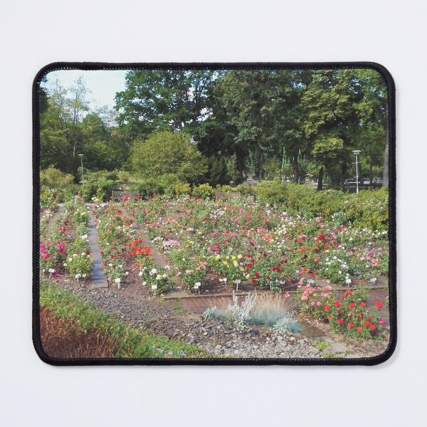 Item preview, Europa Rosarium rose garden designed and sold by wineandwords.