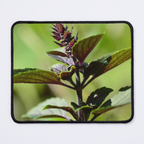Item preview, Purple basil in the urban garden designed and sold by wineandwords.
