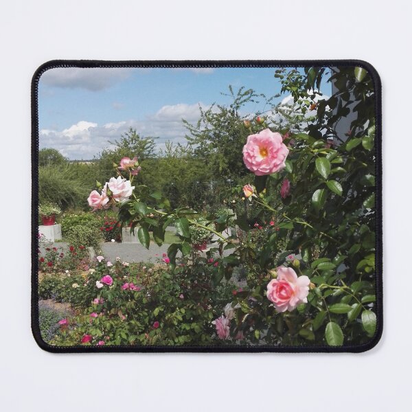 Item preview, Pink climbing rose in Europa Rosarium rose garden designed and sold by wineandwords.