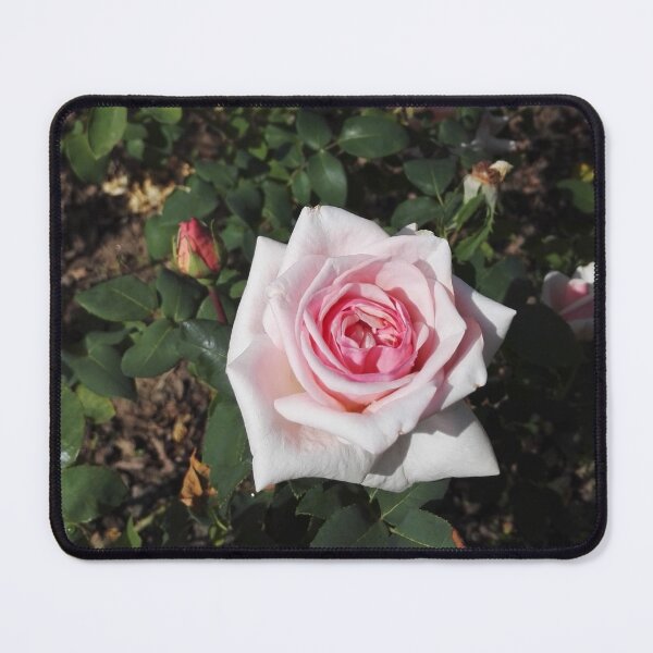 Item preview, Pink roses in Europa Rosarium rose garden designed and sold by wineandwords.