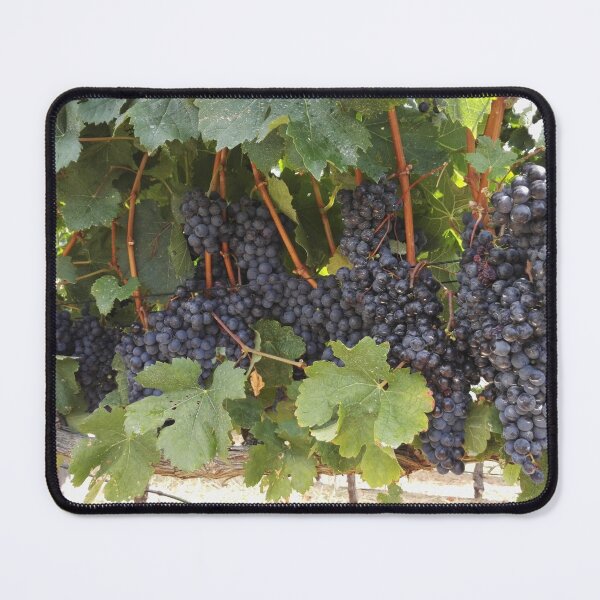 Item preview, Wine grapes in Western Cape South Africa designed and sold by wineandwords.