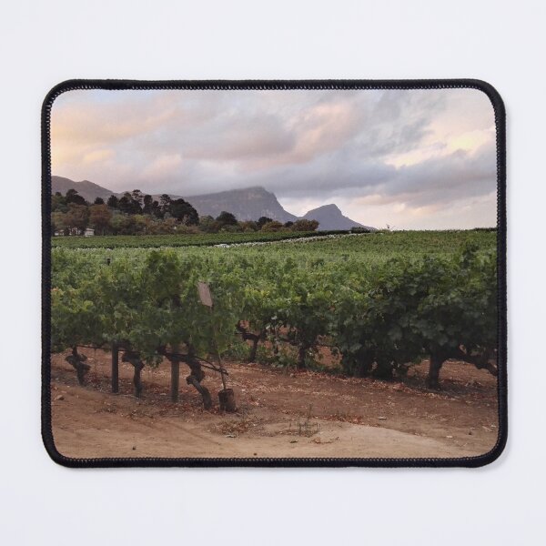 Item preview, Vineyard sunset in Western Cape South Africa designed and sold by wineandwords.