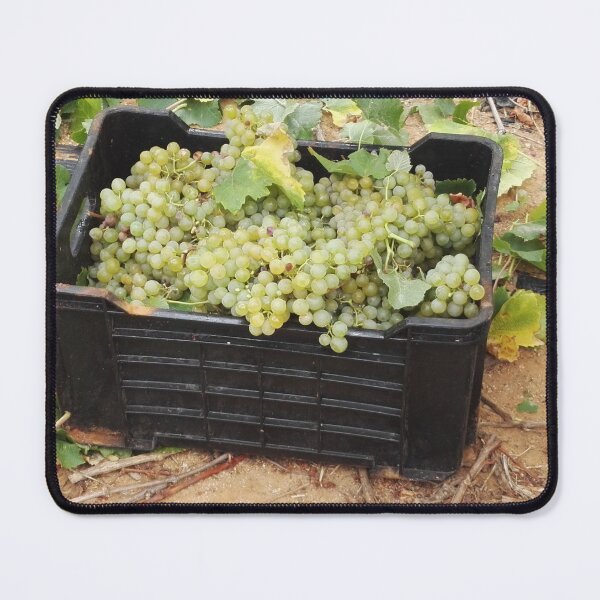 Item preview, Chenin Blanc grape harvest in South Africa designed and sold by wineandwords.
