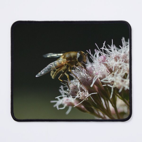Item preview, Bee on oregano flowers in the urban garden designed and sold by wineandwords.