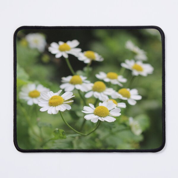 Item preview, Feverfew flowers in the urban garden designed and sold by wineandwords.