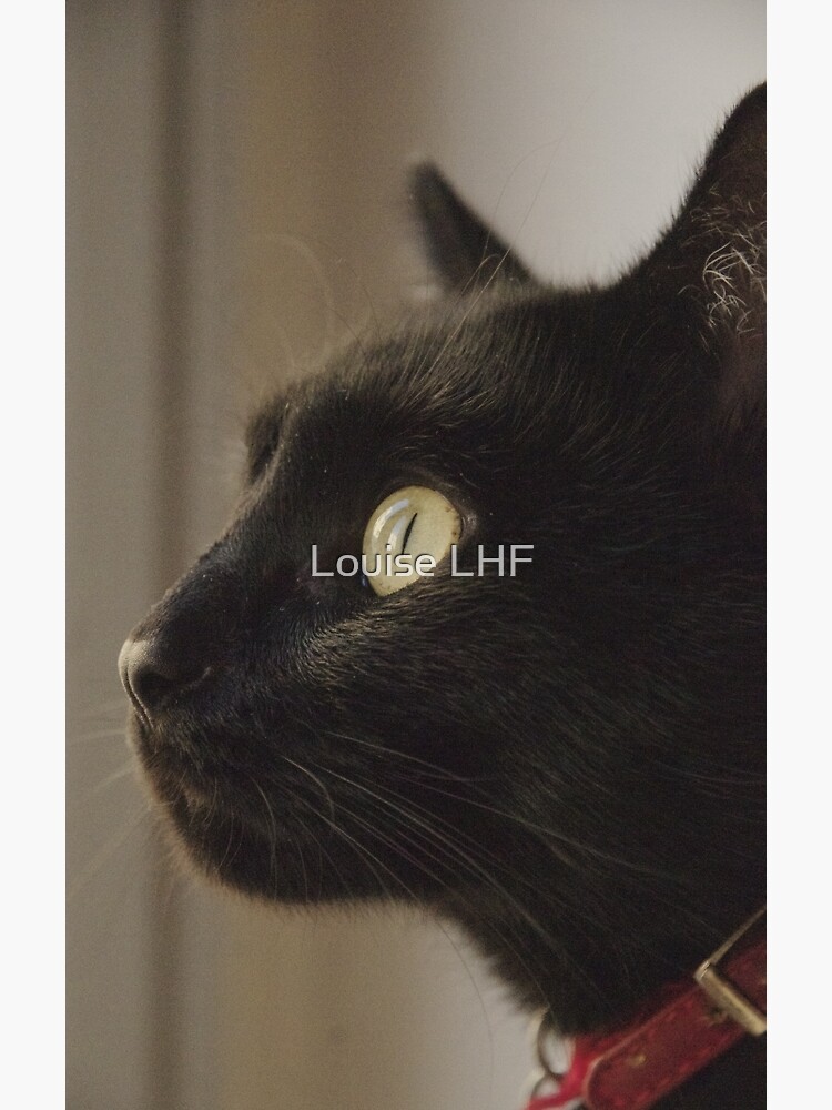 "Black Cat Profile" Poster for Sale by louisefahy Redbubble