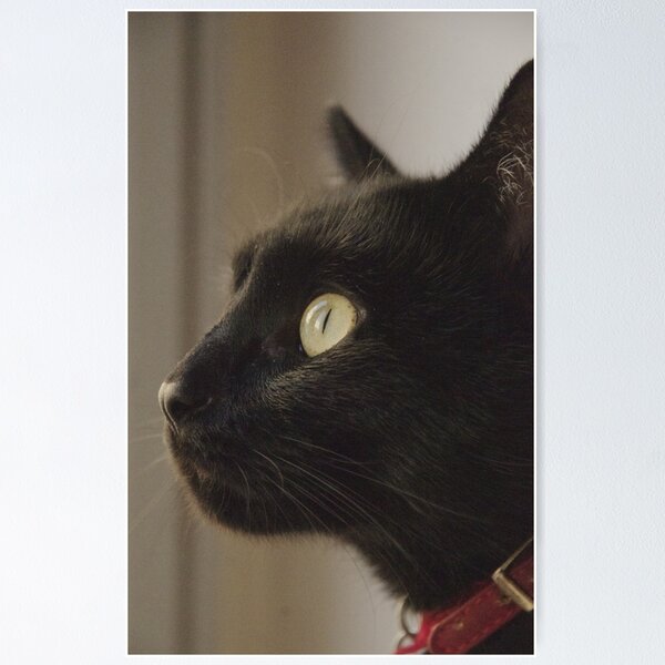 Cat Pfp , Funy cat Photographic Print for Sale by GaliaTati