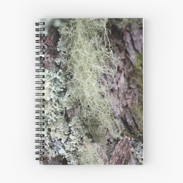 Aperçu de l'œuvre Lichens et mousse dans les Blue Ridge Mnts de Caroline du Nord créée et vendue par chstudios.