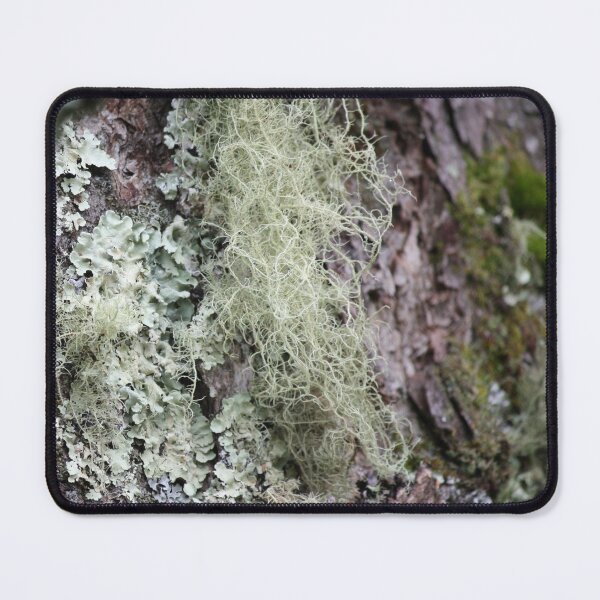 Item preview, Lichens & Moss in the Blue Ridge Mnts of North Carolina designed and sold by chstudios.