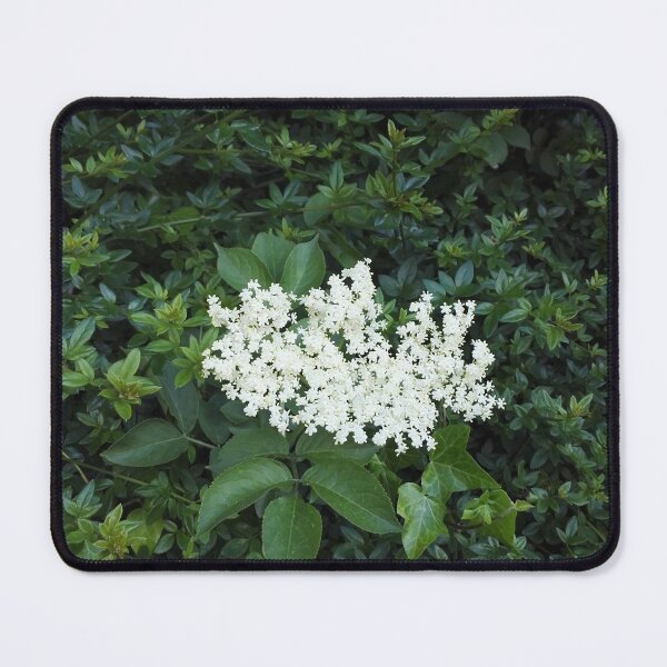 Item preview, Elderflowers in the hedge designed and sold by wineandwords.
