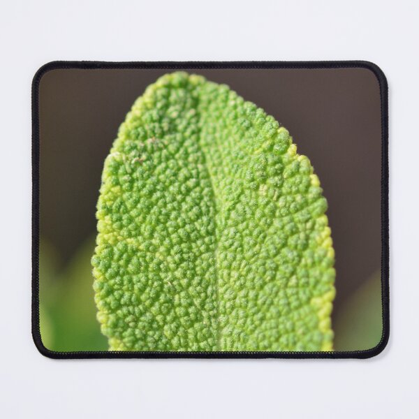 Item preview, Herbs - gold leaf sage in the urban garden designed and sold by wineandwords.