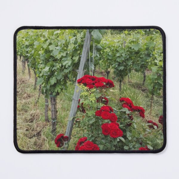 Item preview, Red roses in the vineyard designed and sold by wineandwords.
