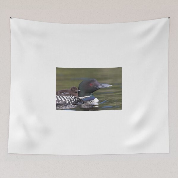Item preview, Common loon swimming with chick on her back designed and sold by James Cumming.