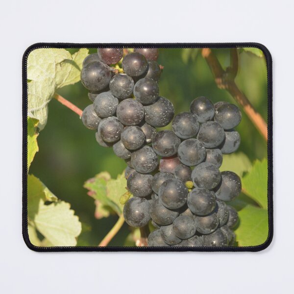 Item preview, Black grapes on the vine designed and sold by wineandwords.