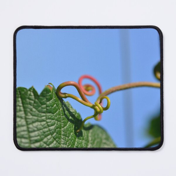 Item preview, Vine tendrils designed and sold by wineandwords.
