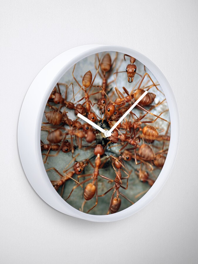 "Ants" Clock for Sale by JacJaq Redbubble