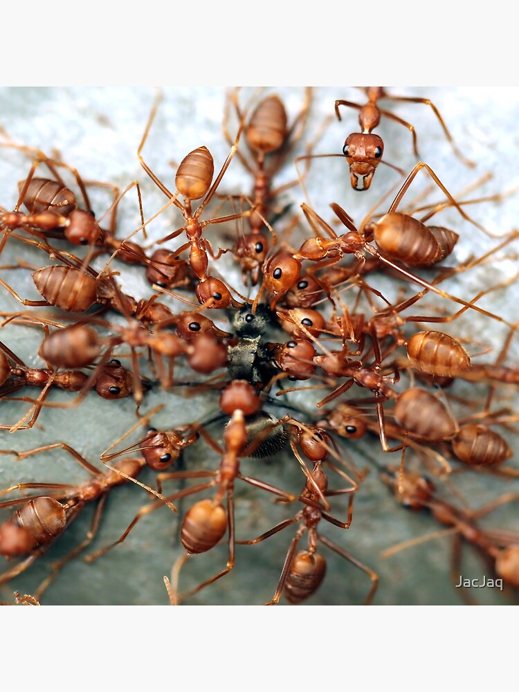 "Ants" Clock for Sale by JacJaq Redbubble