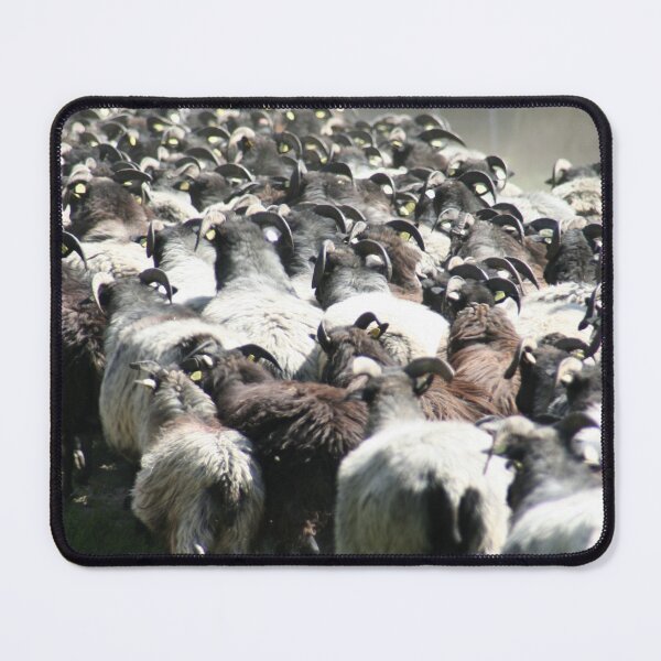 Item preview, Herd of Sheep designed and sold by Calidris Fotografie Steffi & Ben Köppler.