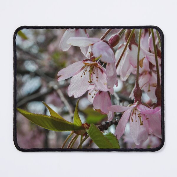 Item preview, H0120 Cherry Tree designed and sold by photographyemd.