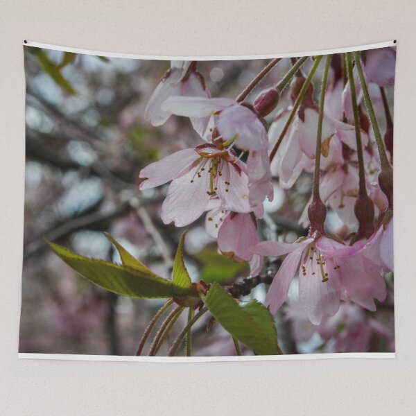 Item preview, H0120 Cherry Tree designed and sold by photographyemd.