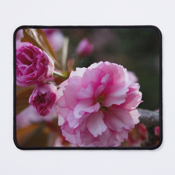 Item preview, H0117 Cherry Blossom designed and sold by photographyemd.