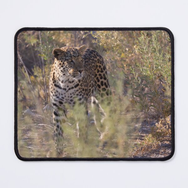 Item preview, African Leopard (Panthera Pardus Pardus) designed and sold by Yair Karelic.