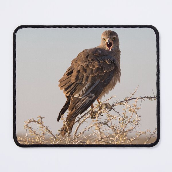 Item preview, Brown Snake Eagle (Circaetus Cinereus) designed and sold by Yair Karelic.