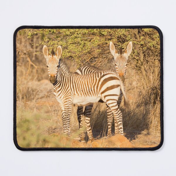 Item preview, Young Hartmann's Mountain Zebras (Equus zebra hartmannae) designed and sold by Yair Karelic.