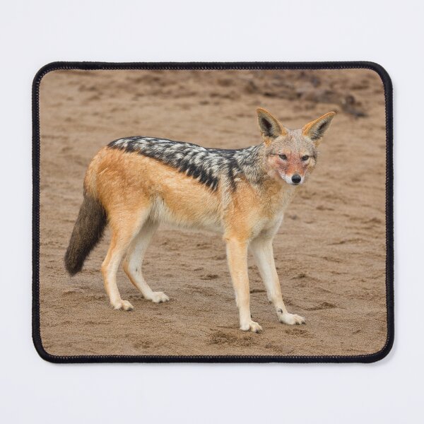 Item preview, Black-Backed Jackal (Canis Mesomelas) designed and sold by Yair Karelic.