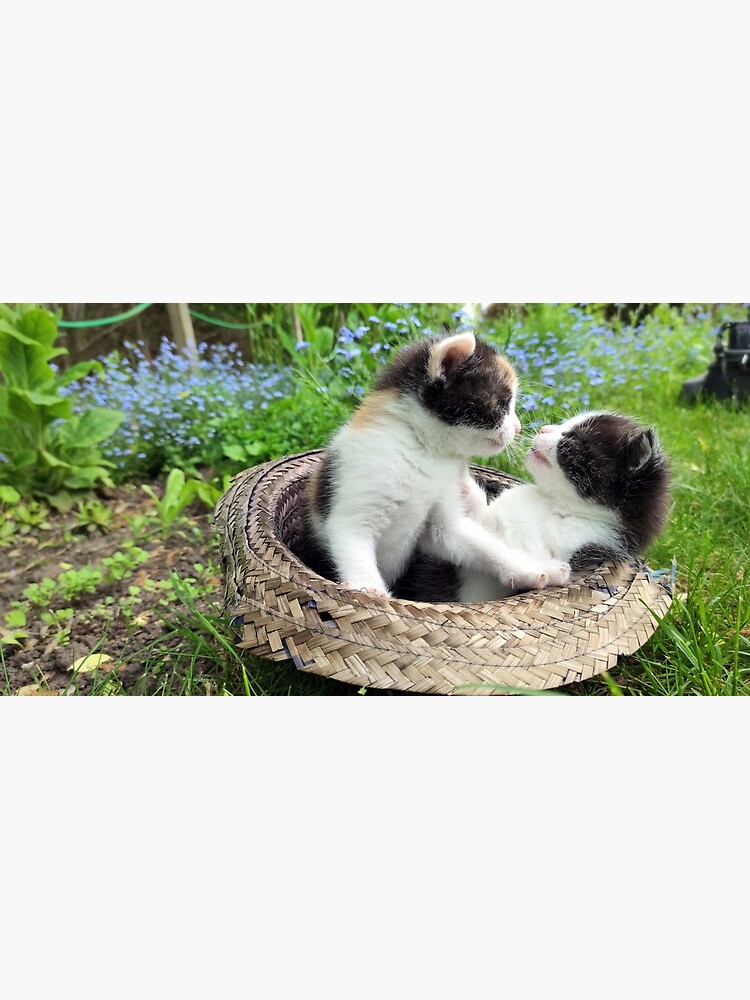Katzen-Kuß von Gourmetkater
