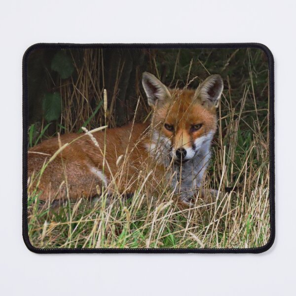 Item preview, An Adorable Red Fox designed and sold by Karen Thomson.