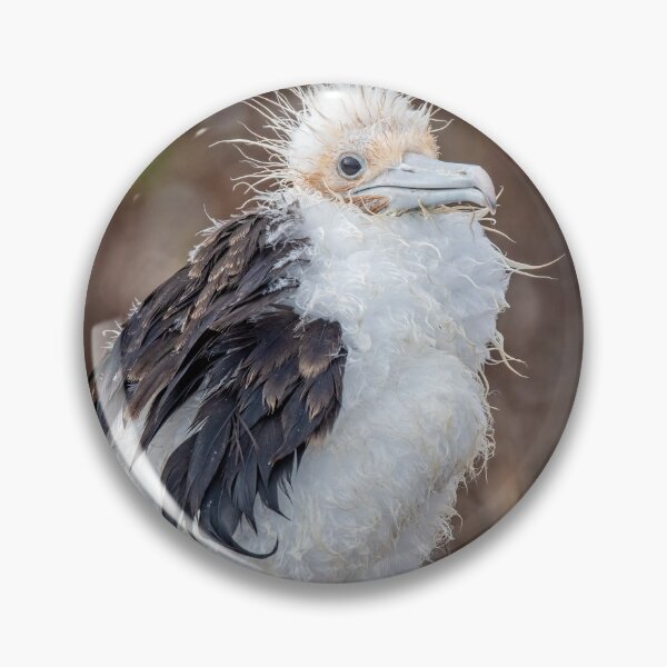 Item preview, Frigatebird Chick Galapagos designed and sold by PhotoArt by Joan Carroll.