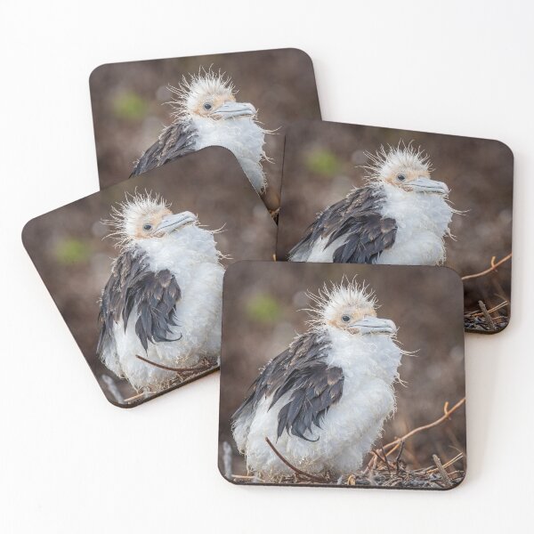 Item preview, Frigatebird Chick Galapagos designed and sold by PhotoArt by Joan Carroll.