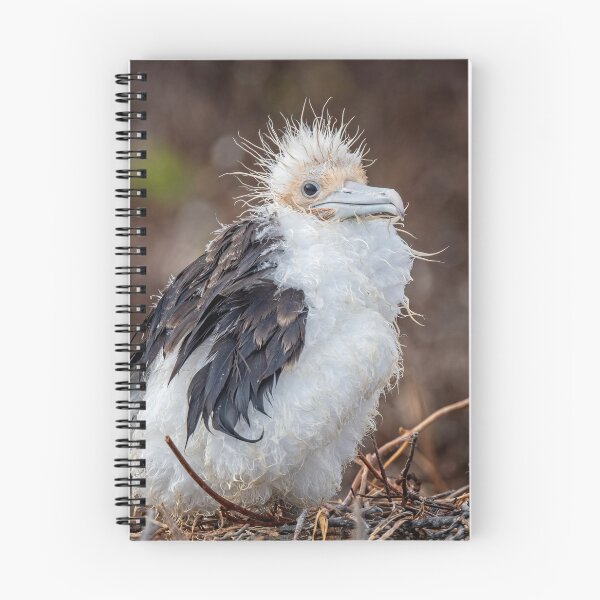 Item preview, Frigatebird Chick Galapagos designed and sold by PhotoArt by Joan Carroll.