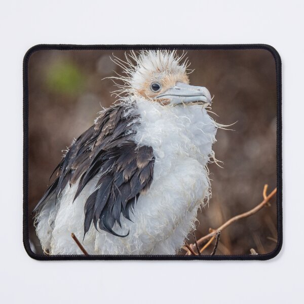 Item preview, Frigatebird Chick Galapagos designed and sold by PhotoArt by Joan Carroll.