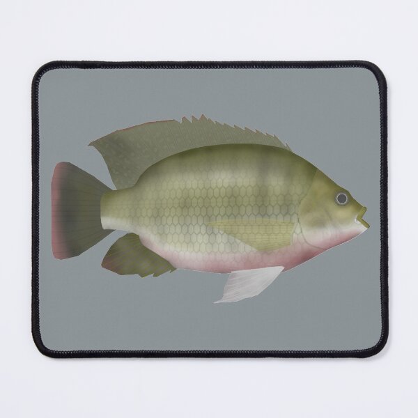 Item preview, Redbreast Tilapia designed and sold by fishfolkart.